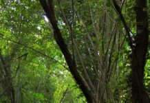 Parco del Treja: sabato 21 novembre visita guidata per la “Festa dell’Albero”.