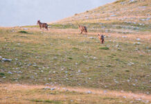 Sono piu di 30 i lupi che abitano Veio e la valle del Tevere