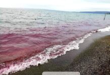 Questa mattina “acqua rossa” nel Lago di Bracciano.