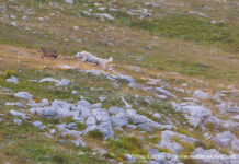 Lunga vita al lupo, e protezione per gli allevamenti. Dalla Regione 400mila euro
