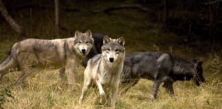 Lupi a caccia, mamma cinghiale rimane nel condominio