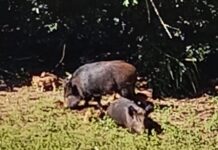 La cinghialotta è tornata nel condominio. Con l’amica…