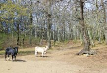 Ambiente: ossigeno per Morlupo, Sacrofano, Formello e Capena.