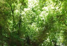 Sabato 1 e domenica 2 maggio visite guidate alla Valle del Treja.