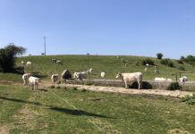 Sacrofano: Università Possidenti di Bestiame, passione ambiente.