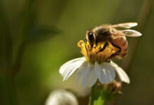 Api in difficoltà, mettete fiori nei vostri balconi.