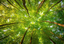 Progetto Ossigeno: la Regione Lazio approva 100 progetti.