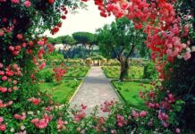 Roma: il 21 aprile riapre il roseto comunale.