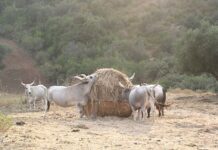 Ramiano, iniziato il viaggio di ritorno dell’antica Ponzano.