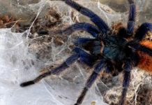 Ragno sudamericano nel parcheggio di un supermercato. Arrivato con la frutta esotica.