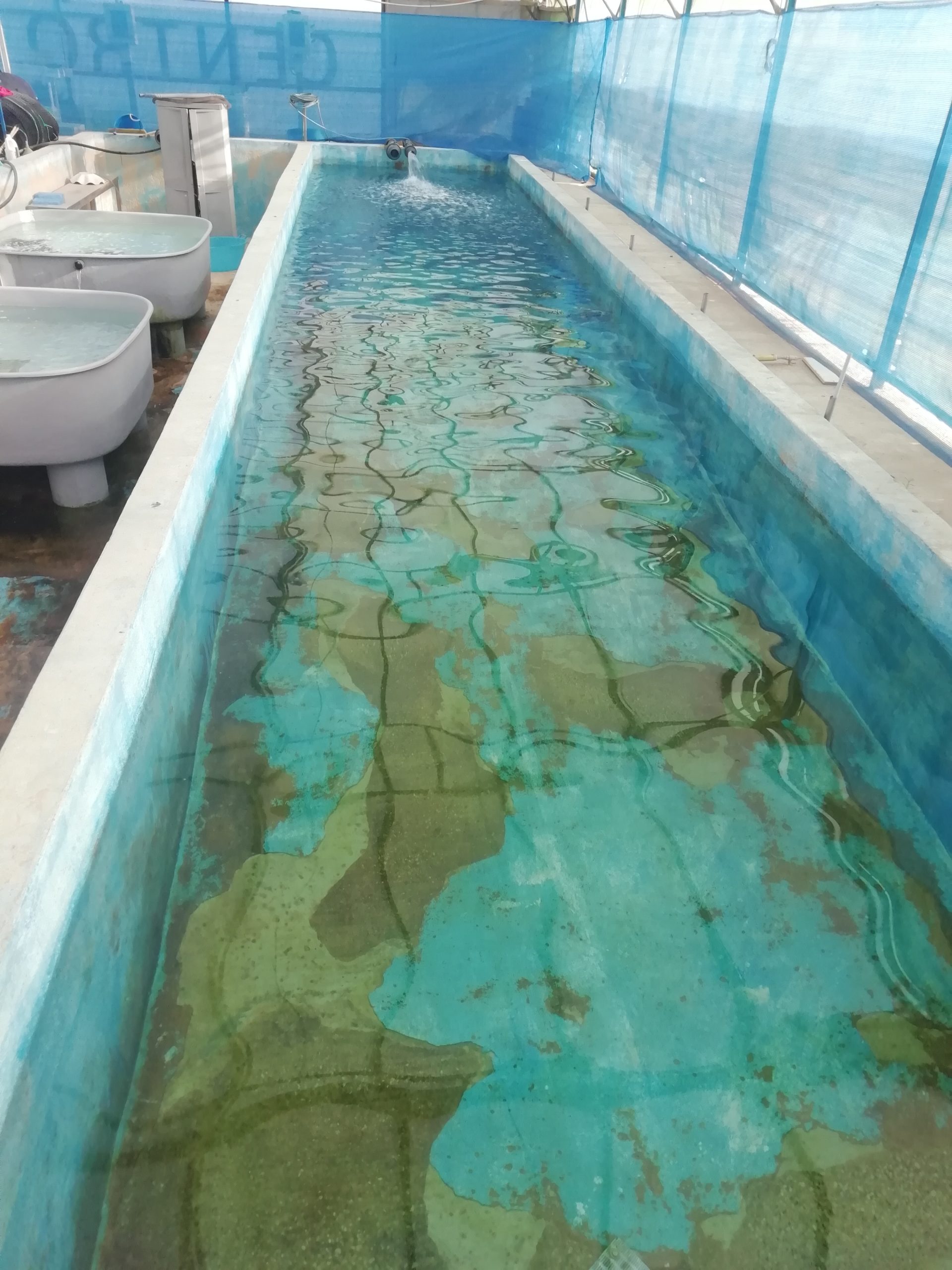 Le vasche di riabilitazione al Turtle Rescue di Lampedusa. Foto Il Nuovo Magazine