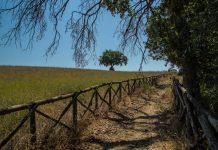 Parco di Veio: “GiorniVerdi 2021”, ecco il calendario degli eventi estivi.