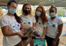 L’importanza della tartaruga marina. Reportage dal Turtle Rescue di Lampedusa