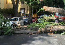 Roma: crolla albero a Monteverde, sfiorata la tragedia.