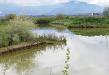 Scavi S. Marta, non si interra ma serve progetto per salvare l’antico Bivio di Capena.