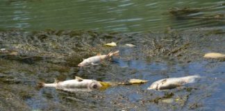 Anomala moria di pesci nel Tevere. Interviene l’Arpa.