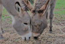 Sacrofano: domenica 12 settembre riprendono gli appuntamenti con gli “Asinelli di Veio”.