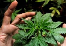 Il Governo apre alla coltivazione della cannabis terapeutica.