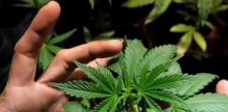 Il Governo apre alla coltivazione della cannabis terapeutica.
