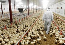 Ostia Antica e Fiumicino, ceppo grave di influenza aviaria. Sorveglianza su area di 10 chilometri