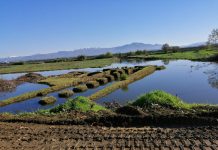 Scavi S.Marta, su Change.org raccolta di firme contro l’interramento