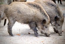 Cinghiali ovunque: di chi è la colpa?