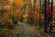 Contro l’inquinamento in arrivo 700 nuovi alberi. Altri previsti in seguito.