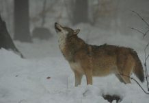 Il lupo tra mito e fake news