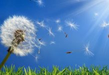 Gli effetti dei cambiamenti climatici sulle allergie