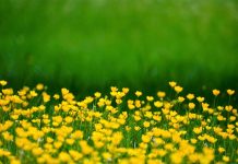 Bentornata Primavera! Benvenuta Poesia! Con le parole di chi la fa…