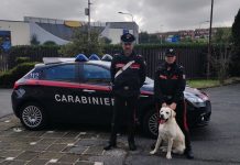 Bracciano, i Carabinieri recuperano un cane smarrito