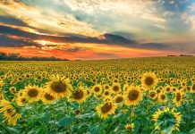 Uscire dalla guerra che ci gira intorno seminando mais e pace