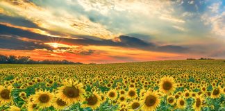 Uscire dalla guerra che ci gira intorno seminando mais e pace