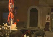 Capena, nottempo famiglia di cinghiali va al bar