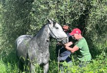 La fuga di Grigione, stallone curioso della musica…