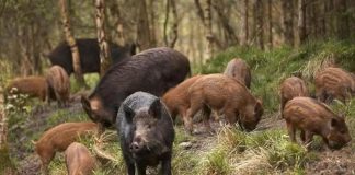 Riano dichiara guerra totale agli esuberanti cinghiali