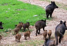 Peste suina nel Lazio allarme rosso