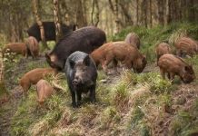 La peste suina cresce, presto abbattuti 1500 maiali