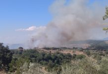 Capena: in fiamme cinque ettari di vigne.