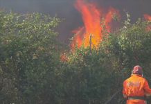 Roma: arrestato un piromane per l’incendio a la Pisana