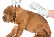 Castelnuovo, microchip gratuito contro abbandoni e radangismo