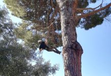 Morlupo, screening degli alberi, malati i cipressi del cimitero.