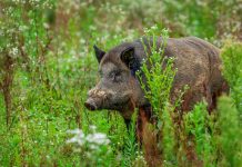 Peste suina: arrivano fondi per le aziende della nostra area