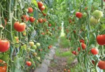 Siccità, senza acqua il fiore non lega. Raccolti giù del 30%
