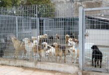 Sequestrati due ricoveri abusivi per cani. Ne ospitavano 62