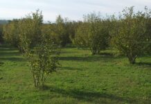 Un modello biologico e sostenibile per le nocciole della Tuscia, intervista a Famiano Crucianelli nocciole tuscia
