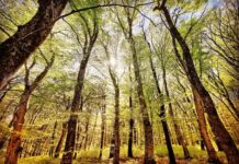 La faggeta di Vico: vittoria per le biodiversità