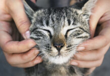 Morlupo, al via la campagna di sterilizzazione di gatti e cani