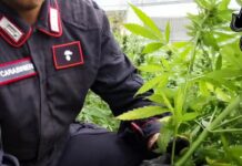 Carabinieri Monterotondo: sequestrate 265 piante di marijuana