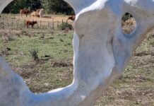 L’abbraccio della Riserva naturale del Sorbo